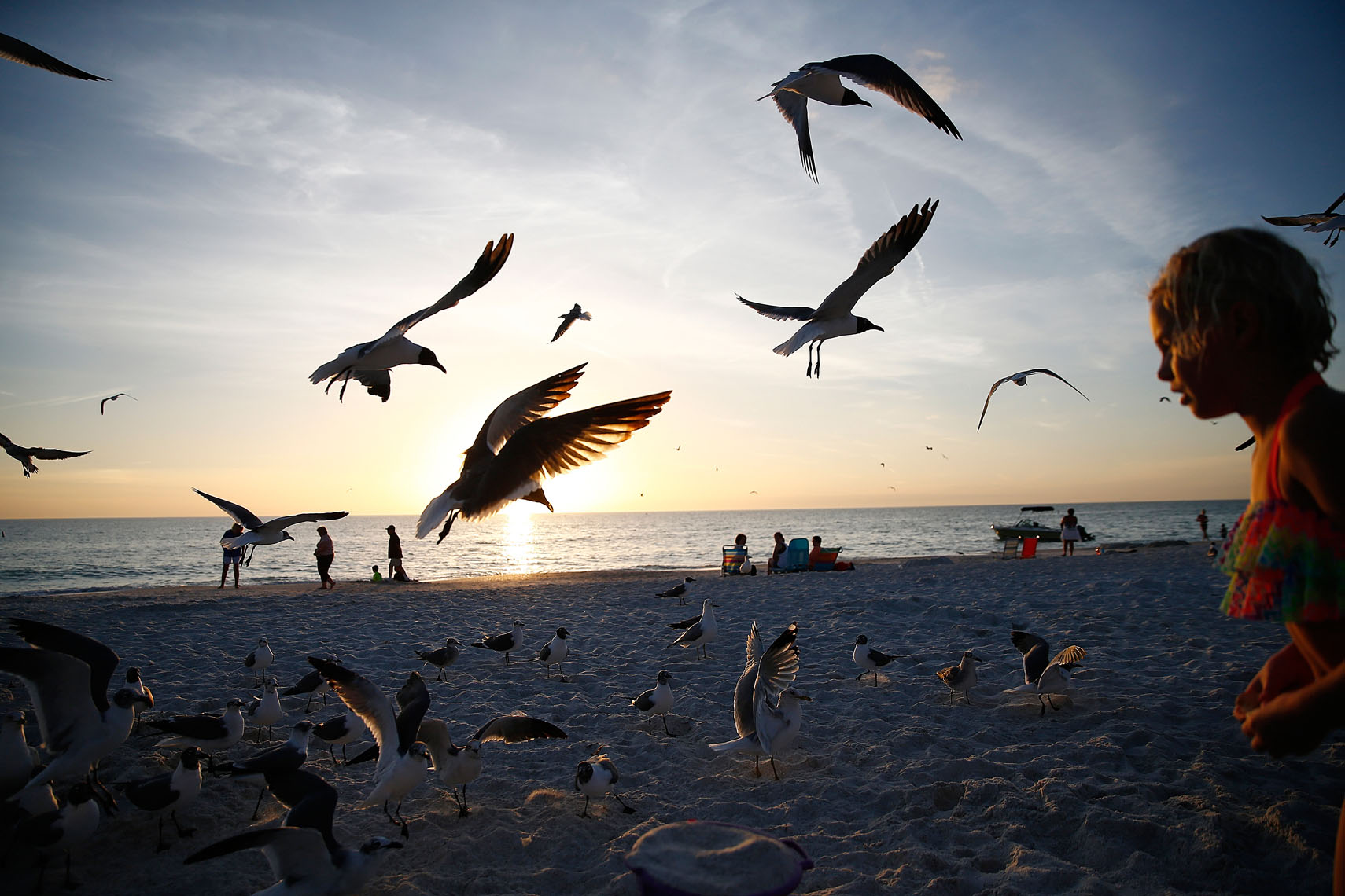 Seagulls