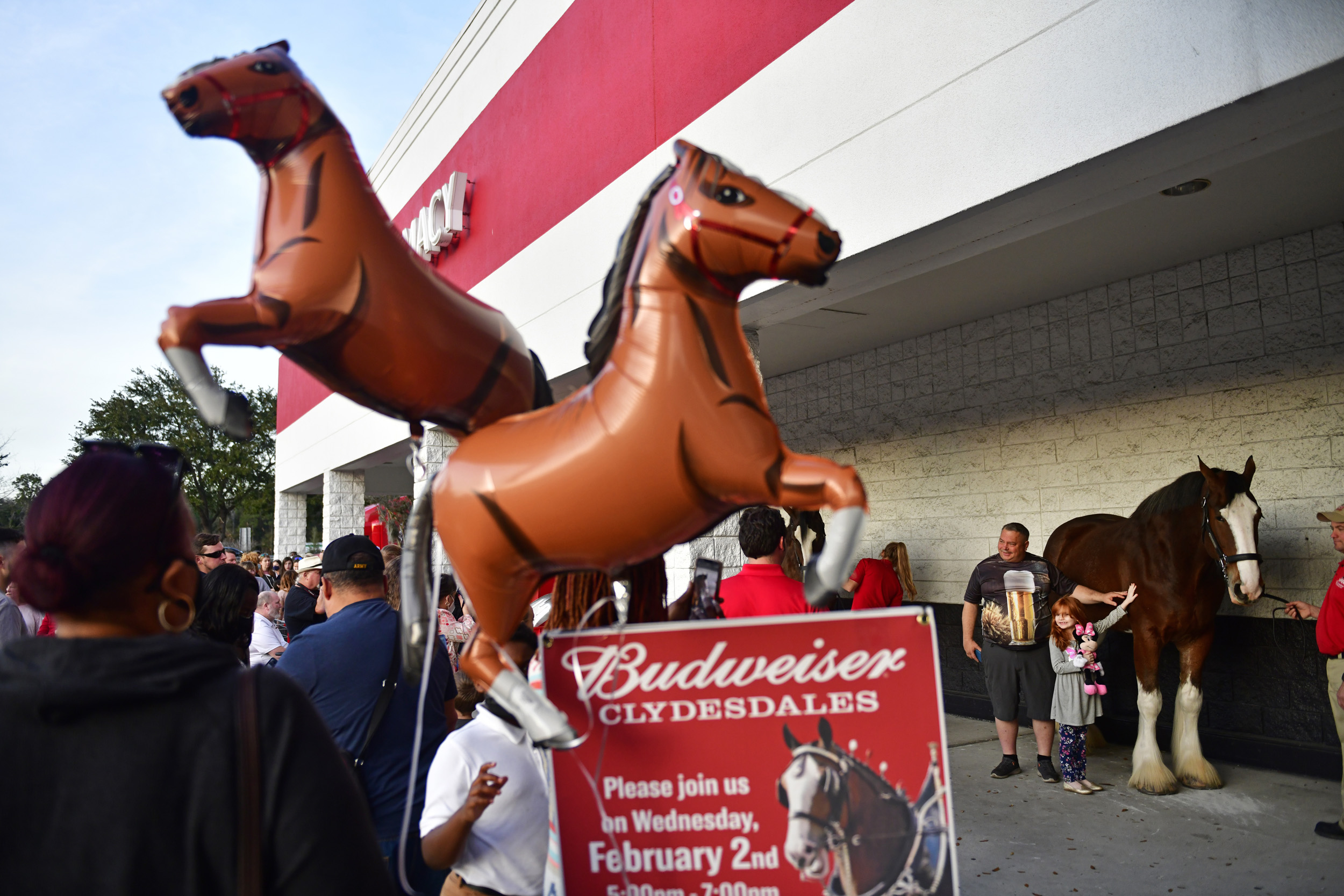Budweiser Clydesdales